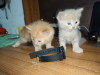 Mix breed ginger female kitten